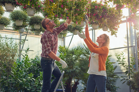 Man and woman working in a flower nursery greenhouse, taking car