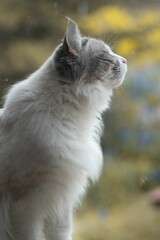 Side view of a white cat with a blurred background