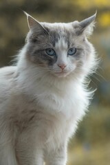 Naklejka na ściany i meble Portrait of a white cat with blue eyes on a blurred background