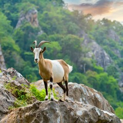 Obraz premium Beautiful screw-horn goat stand on the stone green land mountain