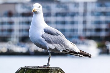 Closeup of a seagull perched on a wooden post