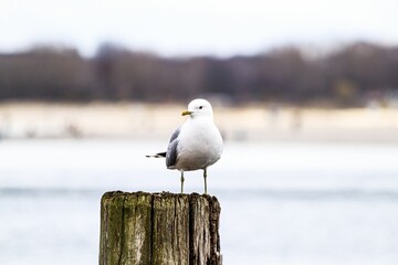 Closeup of a seagull perched on a wooden post - Powered by Adobe