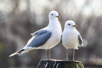 Closeup of seagulls perched on a wooden post