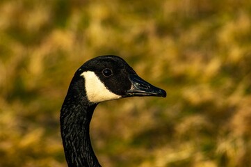 Closeup shot of a Canadian goose isolated on a blurry background. Branta canadensis.