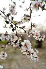 Closeup capturing the delicate flowers of a blossoming almond tree