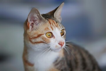 Fototapeta premium Adorable tabby cat illuminated in a warm light, gazing into the distance