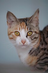 Adorable tabby cat illuminated in a warm light, gazing into the camera