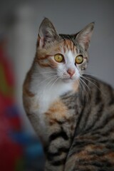 Adorable tabby cat illuminated in a warm light, gazing into the distance