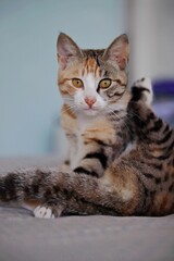 Adorable tabby cat illuminated in a warm light, gazing into the camera