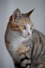 Adorable tabby cat illuminated in a warm light, gazing into the distance