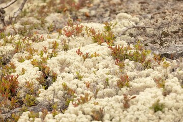 moss on the ground in an open area with red and green