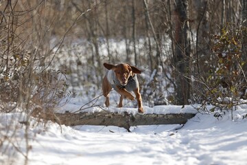 a dog jumps over a log in the snow to get into the woods