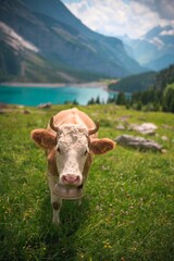 Brown cow stands in a grassy field against a backdrop of majestic mountains and vibrant wildflowers
