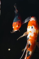 vertical shot of two koi fish are peacefully swimming in a tranquil pond