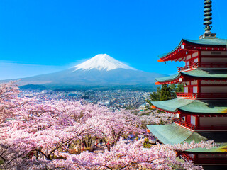 山梨県　富士吉田市　新倉山浅間公園　富士山と桜