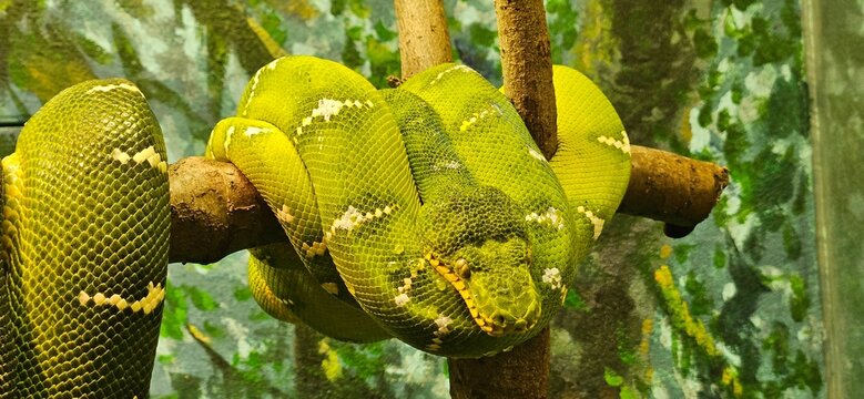 Vibrant green snake is coiled around a branch of a tree in the Toronto Zoo