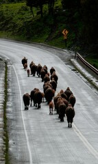 Large group of bison walking on a highway road