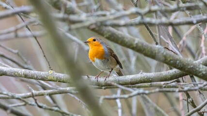 European Robin (Erithacus rubecula) perched on a leafless tree branch