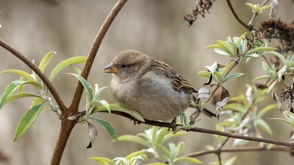 Sparrow perched atop a tree branch, looking off into the distance