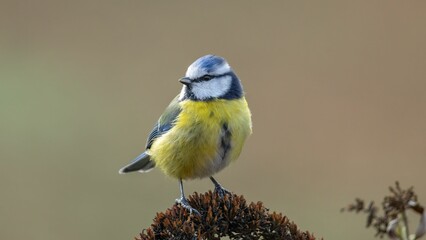 Blue tit perched atop a lush shrubbery in a natural environment