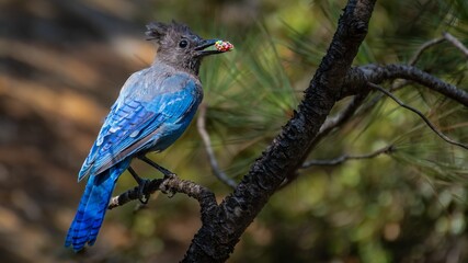 a blue bird with a nut in its beak on a tree branch