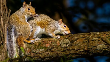 Two squirrels side-by-side on a tree limb.