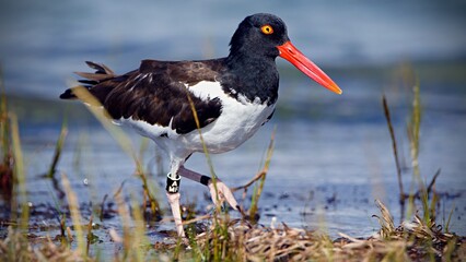Oystercatcher bird with a distinctive orange beak, standing in a shallow body of water.