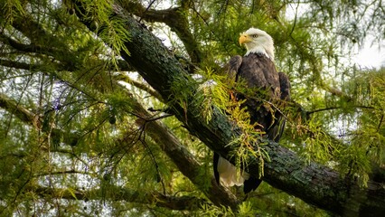 Eagle perched atop a tree branch.