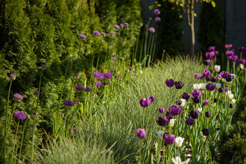 White and purple tulips and alliums in a garden. 