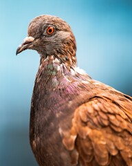 Closeup of a pigeon with blurred background