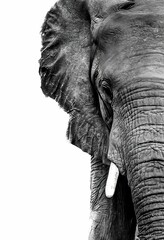 Grayscale of a majestic elephant on the white background with copy space