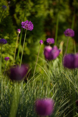A flowerbed with tulips and alliums.  