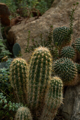 Stone Nested Greenery Leaves and Stones Cactus