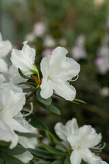 Pure White Azalea Serenity Flower