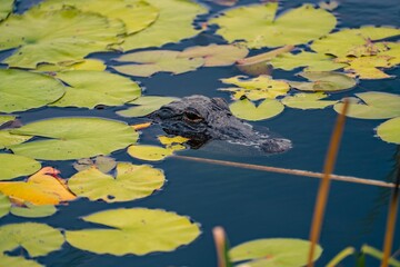 Close-up image of an alligator swimming in a freshwater pond, surrounded by lily pads and reeds