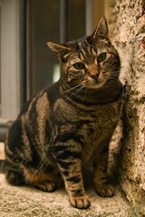 Vertical shot of an adorable tabby cat sitting on the ground