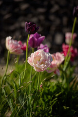 pink and white tulip in a garden