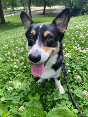 Vertical closeup shot of an adorable dog with patchy fur on a field looking at the camera