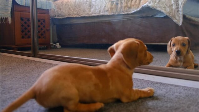 Close-up view of a baby dachshund playing with his reflection in the mirror