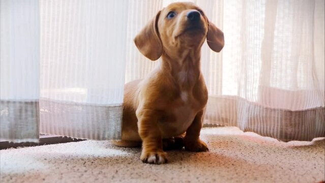 Close-up view of a baby dachshund sitting next to curtains