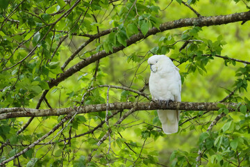 white cockatoo in the tree © Sanita