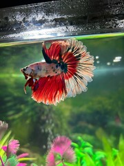 Beautiful Siamese Fighting Fish swimming gracefully in its lushly planted aquarium