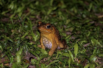 Close-up of a Cane Toad in Savosa at night on leafs