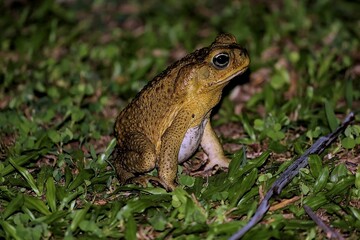 Close-up of a Cane Toad in Savosa at night on leafs