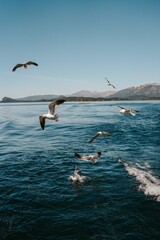 Vertical shot of a flock of seagulls flying above the sea in the daylight