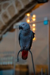 Grey parrot perched on a metal pole with blurred bokeh effect of twinkling lights in the background.