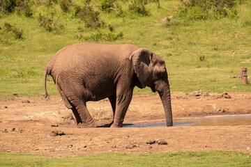 African elephant striding across a sun-dappled savanna