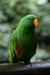 Green lover parrot perched on a branch
