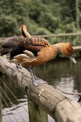 Brown red whistling duck perching on wood