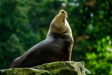 Closeup of a sea lion on a rock covered with green moss in a zoo